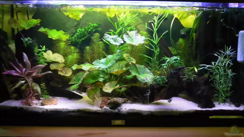 Becken nach Weiterführenden Pflanzungen und leichter Umgestalltung am 07.11.2011 von Max Wolf (5)