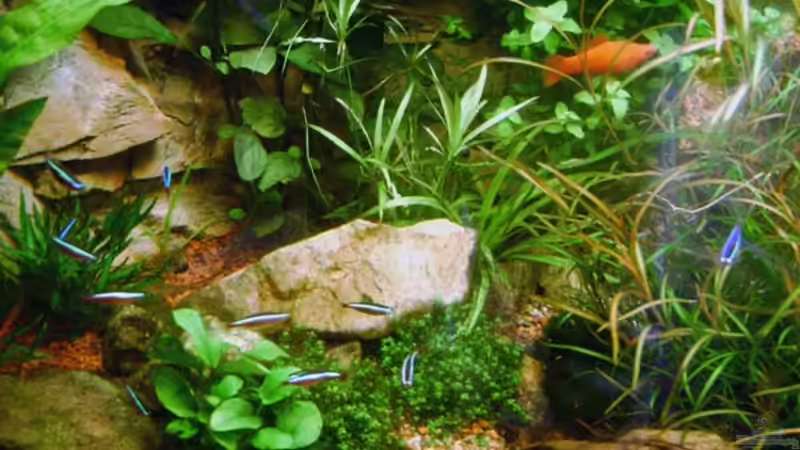 Becken nch ca. 4 Wochen von rane (1)