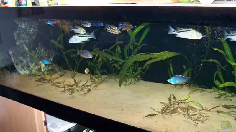 Becken (neu)  von Klabuster (5)