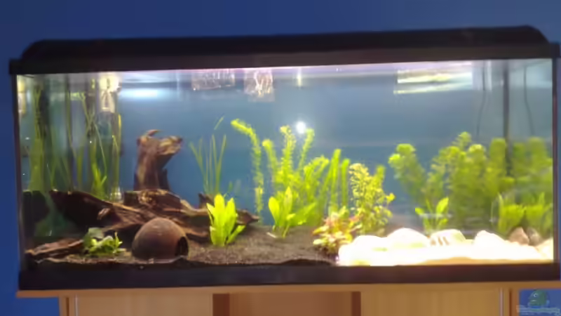 Becken neu eingerichtet 18.02.2008 von AlexR6 (3)