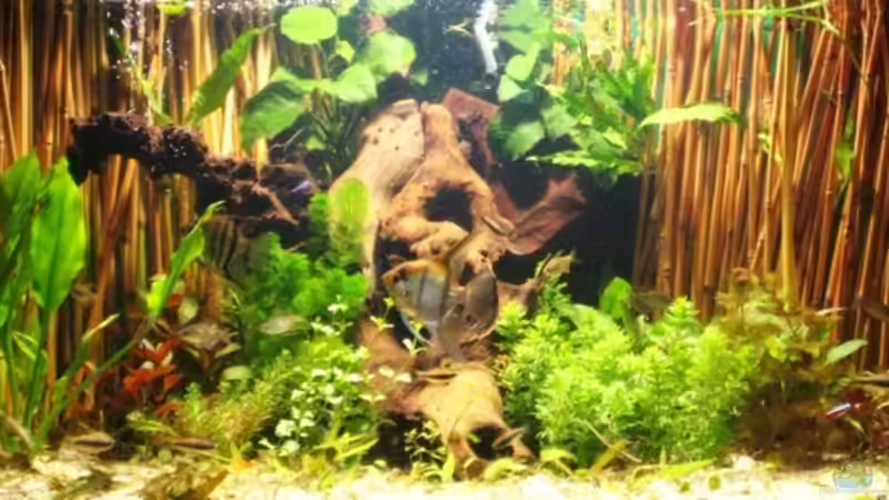 Becken neu gemacht 1.11.08 von Me)-(@niC ©® (5)