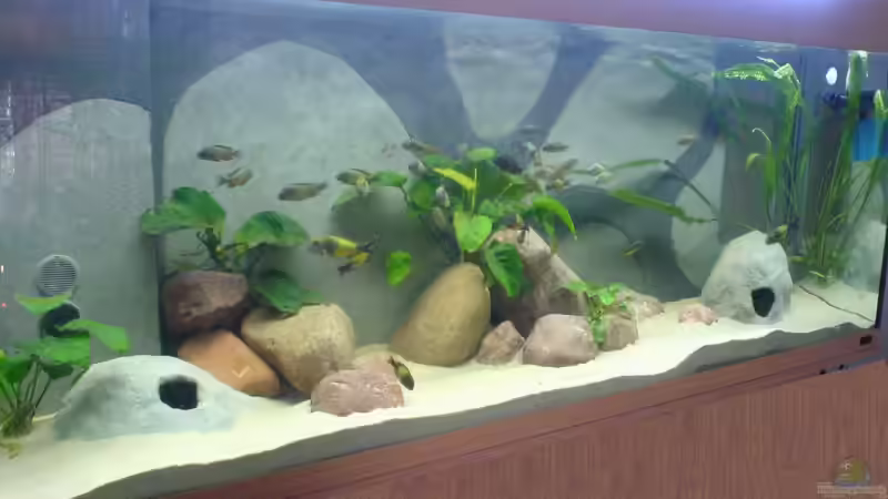 Becken neu gestaltet mit Natursteinen. von Nikki Meier (3)