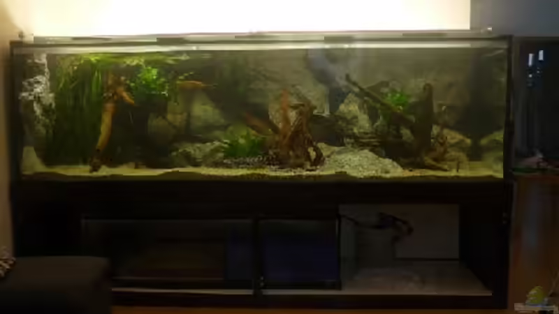 Becken Neu noch etwas trübe von Crenii (1)