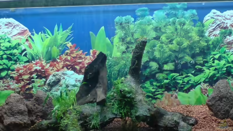 Becken neugestaltet am 12.01.08 von Katzenmutti (11)