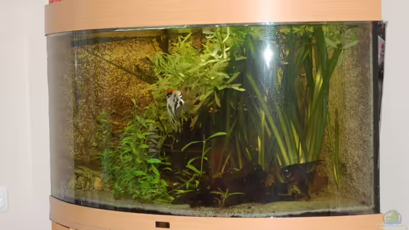 Becken noch mal mit Blitz von AnikaS-B (2)