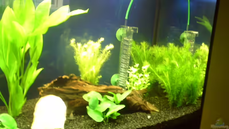 Becken noch Sehr Dünn Bepflanzt der erste Tag nach der neu einrichgtun 20,12,2011 von Klumpen (2)