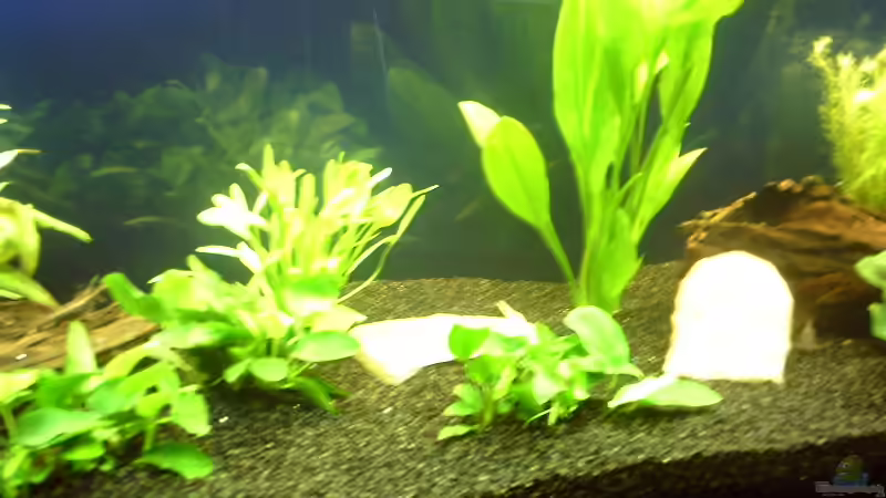 Becken noch Sehr Dünn Bepflanzt der erste Tag nach der neu einrichgtun 20,12,2011 von Klumpen (3)