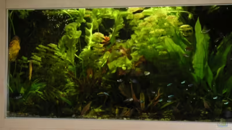 Becken November 2004 von Me)-(@niC ©® (3)