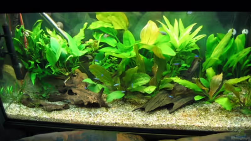 Becken ohne Blitz geknipst , wirk sonst natürlich nicht so grell, muss an der Digicam von TB (2)