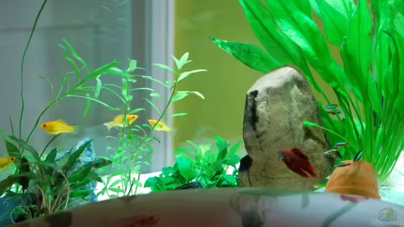 Becken Oktober 2009 von uschn (5)