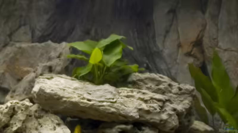 Becken-R von Willem Prins (5)