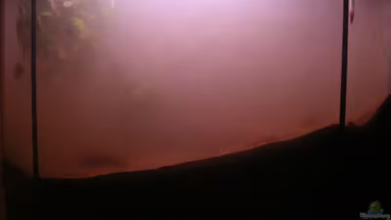 Becken reanimiert (04.05.2013) & noch ein wenig trüb von Südamerikafreak BK (23)