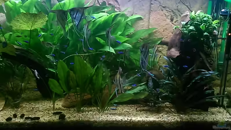 Becken,rechte Seite. Die Anubia hat sich prächtig entwickelt. von Ottche (80)