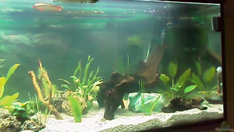 Becken Rechte Seite 16.3.09 von Carmen Bernhardt (11)