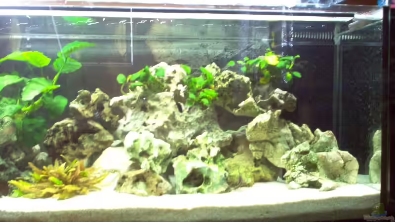 Becken rechte Seite von Alexander Siefer (4)