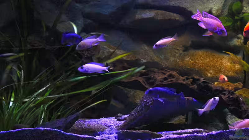 Becken rechte Seite von Cruiser Bruno (4)