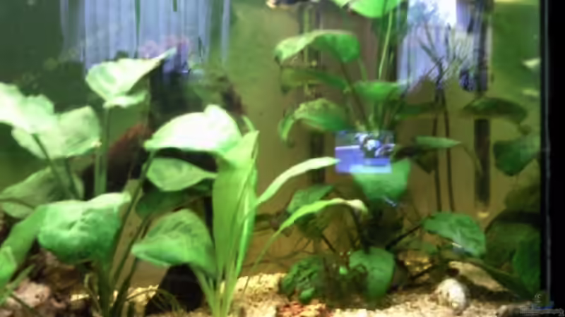 Becken rechte Seite von mikael38 (3)