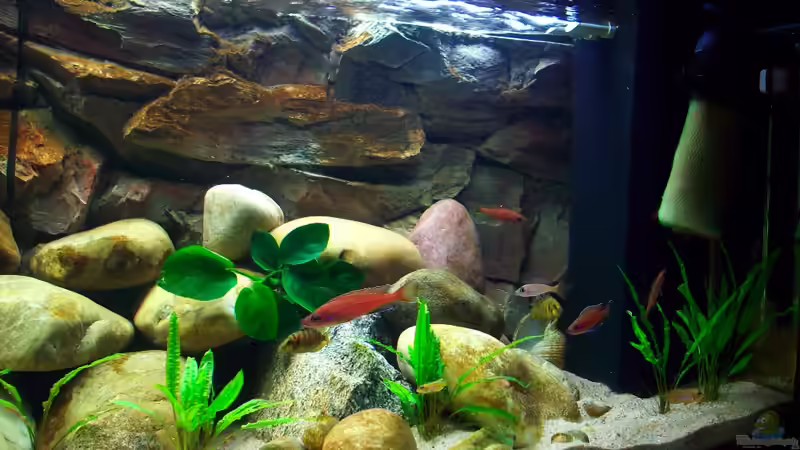 Becken rechte Seite von Ollinger (3)