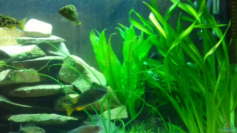 Becken rechte Seite von relkov (3)