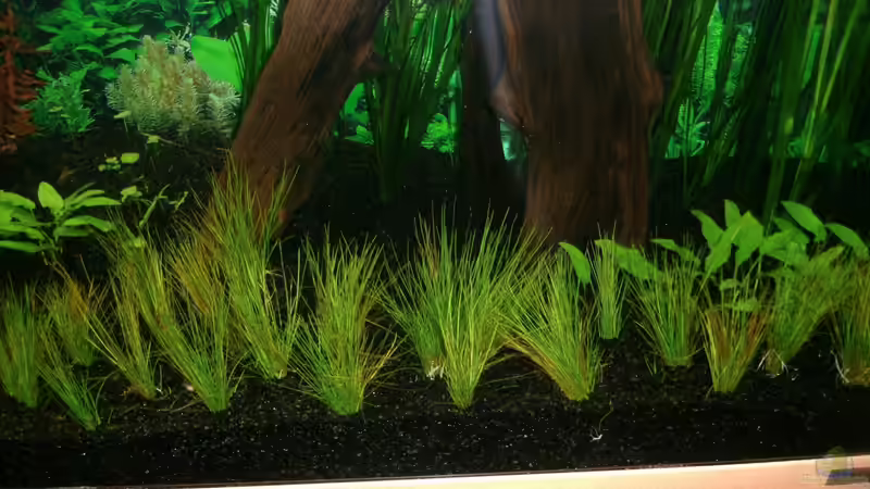 Becken rechts   01.01.2013 von Sebastian L. (4)