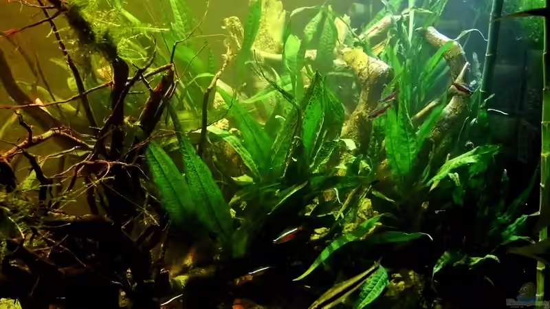 Becken Rechts - Wurzeln mit Javafarn von snooze (5)