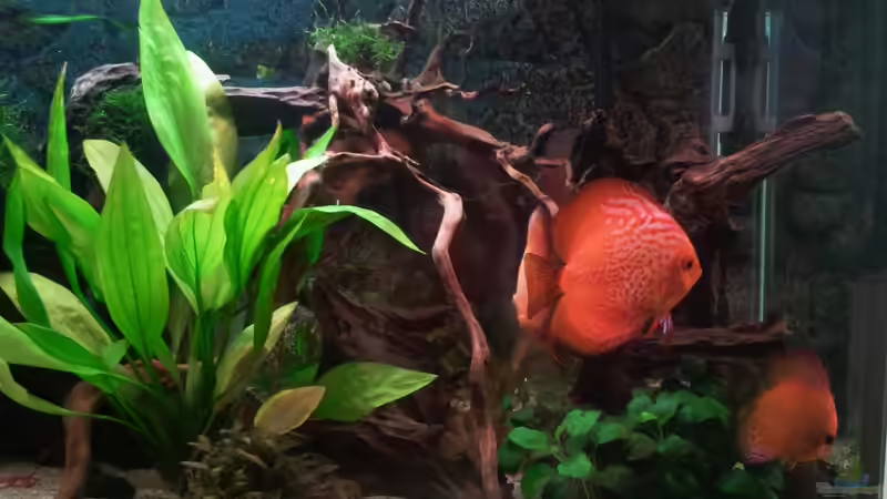 Becken rechts  07/12 von Don Jupp (19)