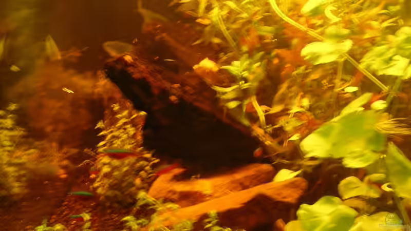 Becken rechts 08.05.2012 von Südamerikafreak BK (11)