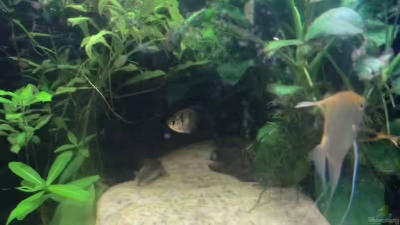 Becken rechts 2 von Morten (5)