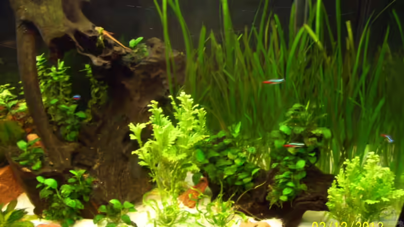 Becken recht´s mit alten Steinen vor dem Umbau von kaktus-jones (3)