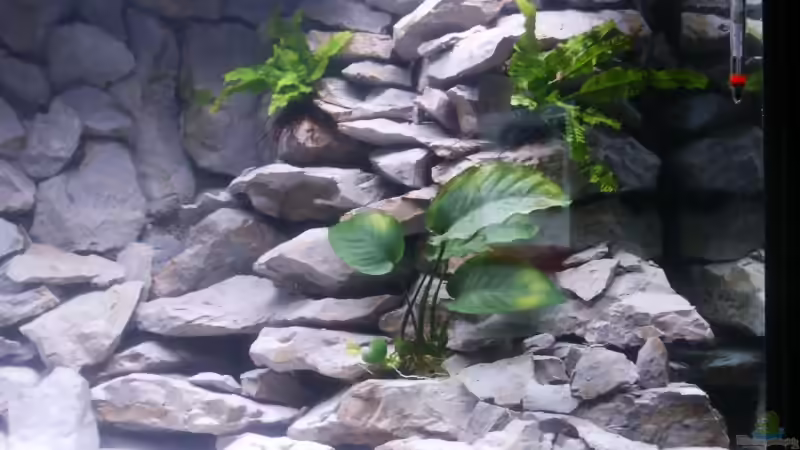 Becken rechts noch ohne die Amazonas von Aquamichel (5)