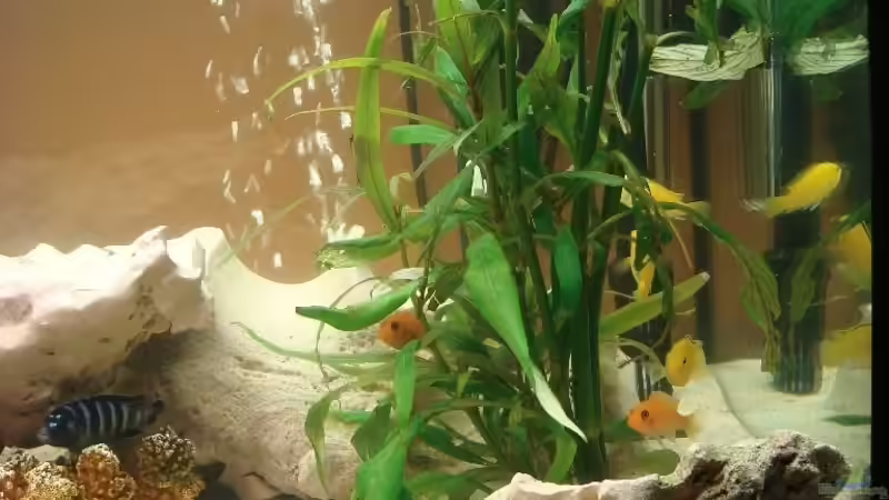 Becken rechts von bennymotte (4)