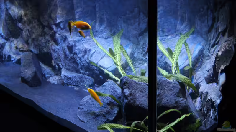 Becken rechts von chR576 (2)