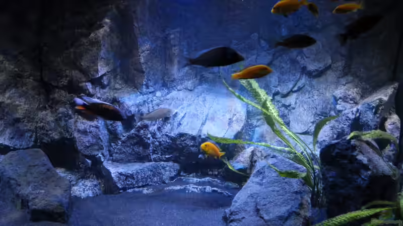 Becken rechts von chR576 (3)