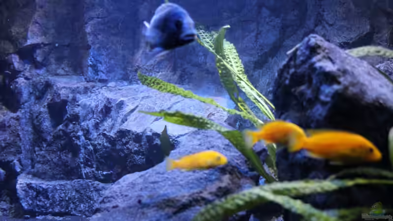 Becken rechts von chR576 (4)