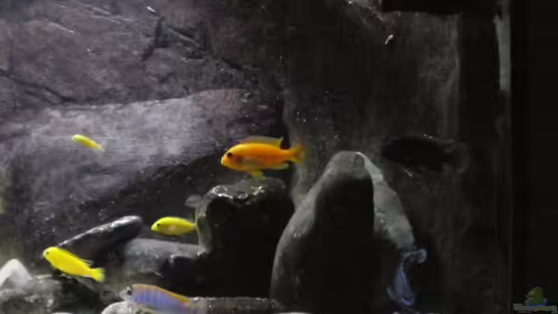 Becken rechts von Der Schwabe (6)