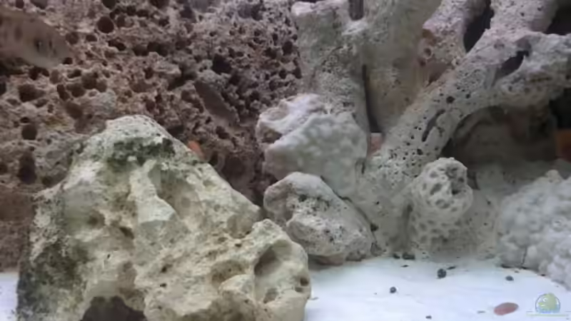 Becken rechts von Harald Ollenburg (4)