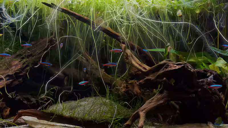 Becken rechts von jkrt (2)