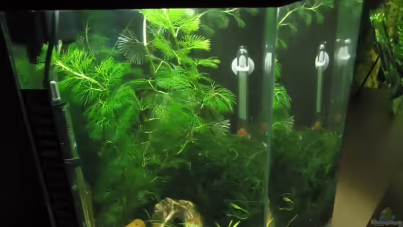 Becken (rechts) von manala (4)