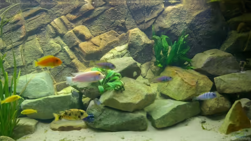 Becken rechts von Nico A. (4)