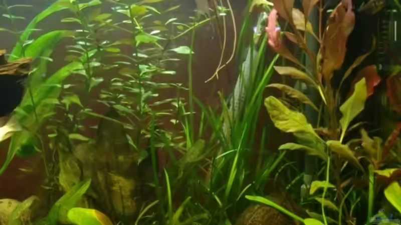 Becken rechts von Sascha Görtemöller (3)