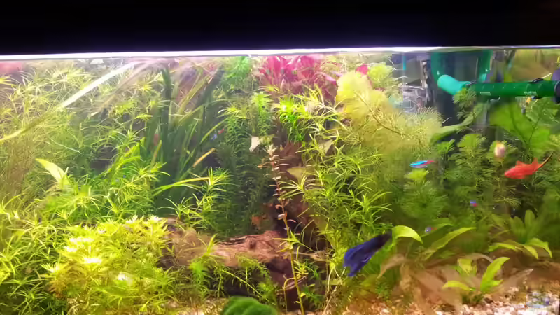 Becken rechts von Snawatz (6)