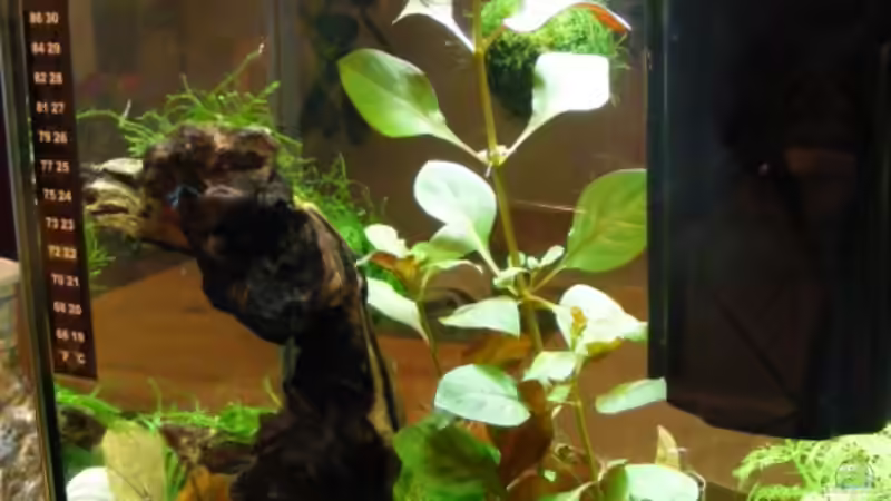 Becken rückansicht von Bikini Bottom (4)