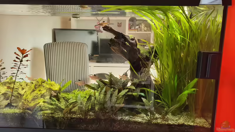 Becken Rückseite 2022 von Juno (3)