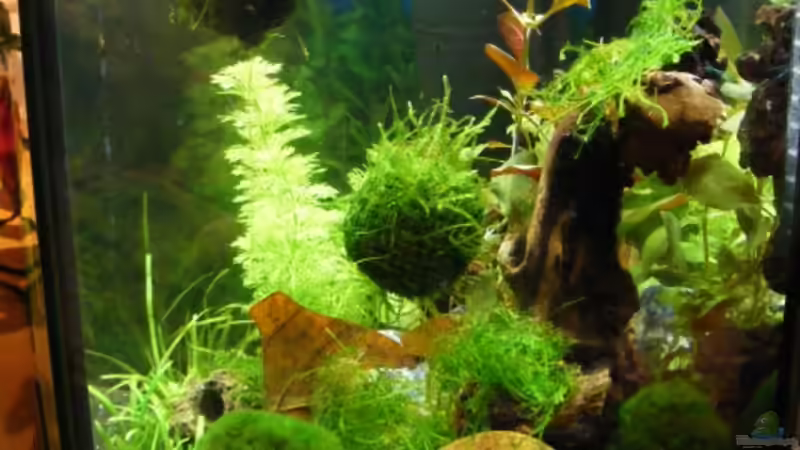 Becken seitenansicht von Bikini Bottom (3)