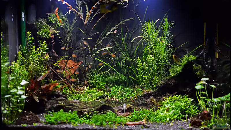 Becken Sept. 2013 von Tuduhi (15)