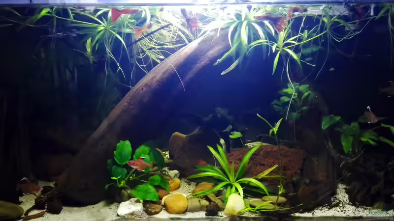 Becken Stand 05.12.2020 von David Schneider Aquaristik (10)