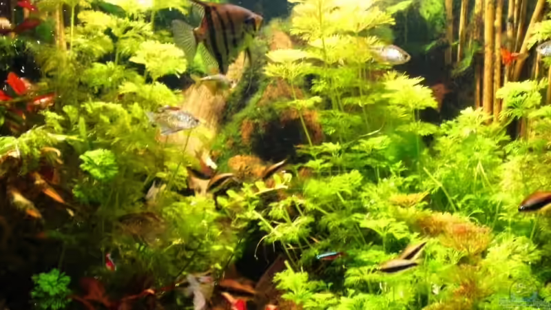 Becken Stand 12.08  von Me)-(@niC ©® (1)