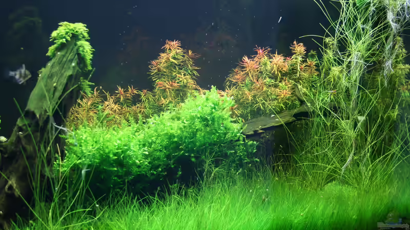 Becken Stand 24.11.2014 von Susanne Axt (6)