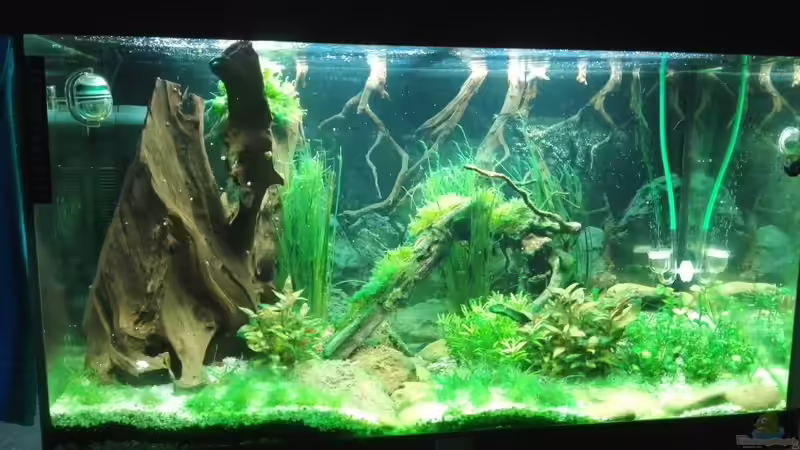 Becken Stand 26.09.2019 aktuell noch die Grünalgenphase von David Schneider Aquaristik (7)