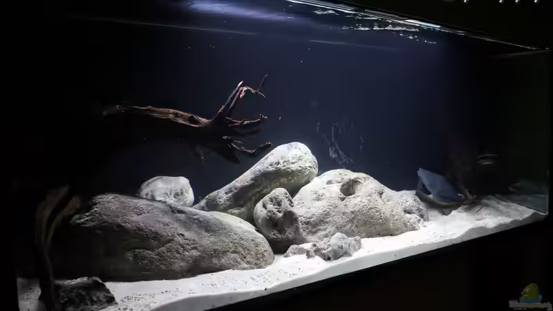 Becken (Stand 31.03.2016) von Apistobi (1)